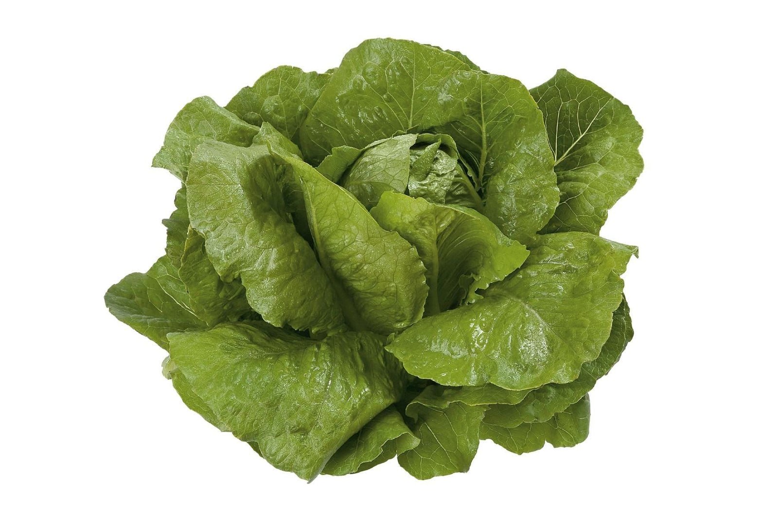 Organic Cos Lettuce Victorinus RZ (41 - 34) Seeds