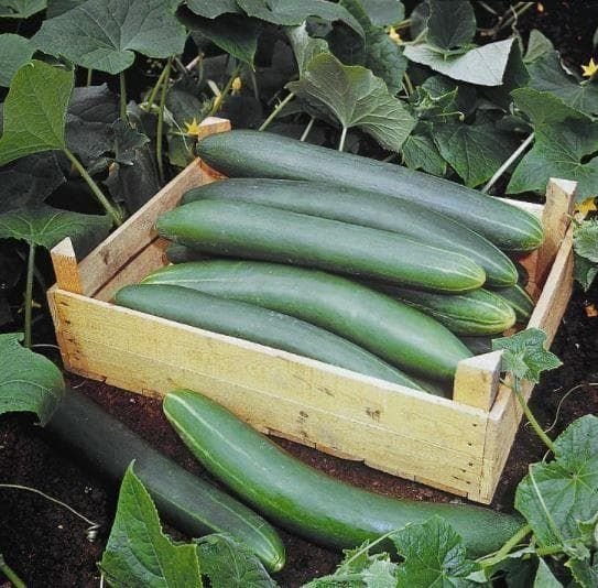 Organic Cucumber Tanja Seeds