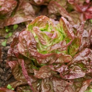 Organic Lettuce Roxy Seeds