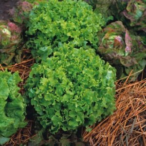 Organic Lettuce Salad Bowl Seeds