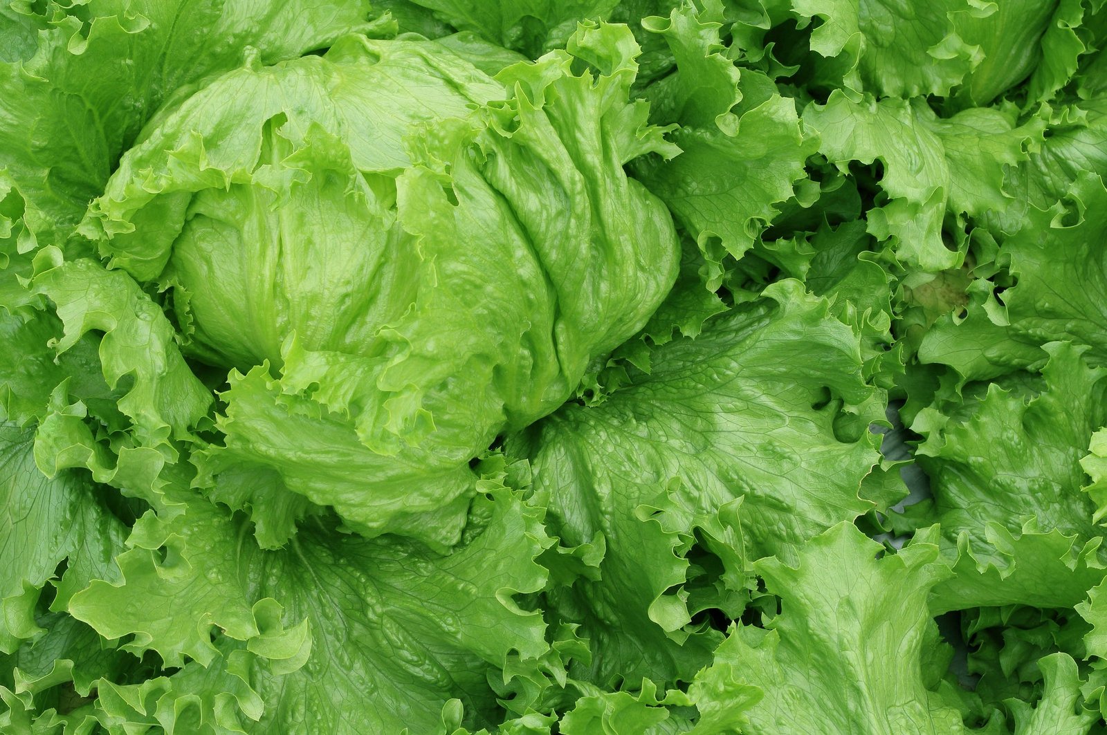 Organic Lettuce Saladin Seeds