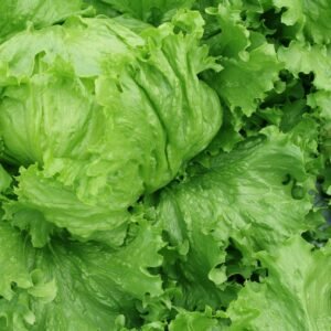 Organic Lettuce Saladin Seeds