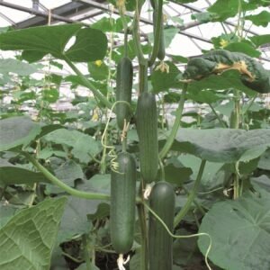 Organic Mini Cucumber Khassib RZ F1 Hybrid Seeds