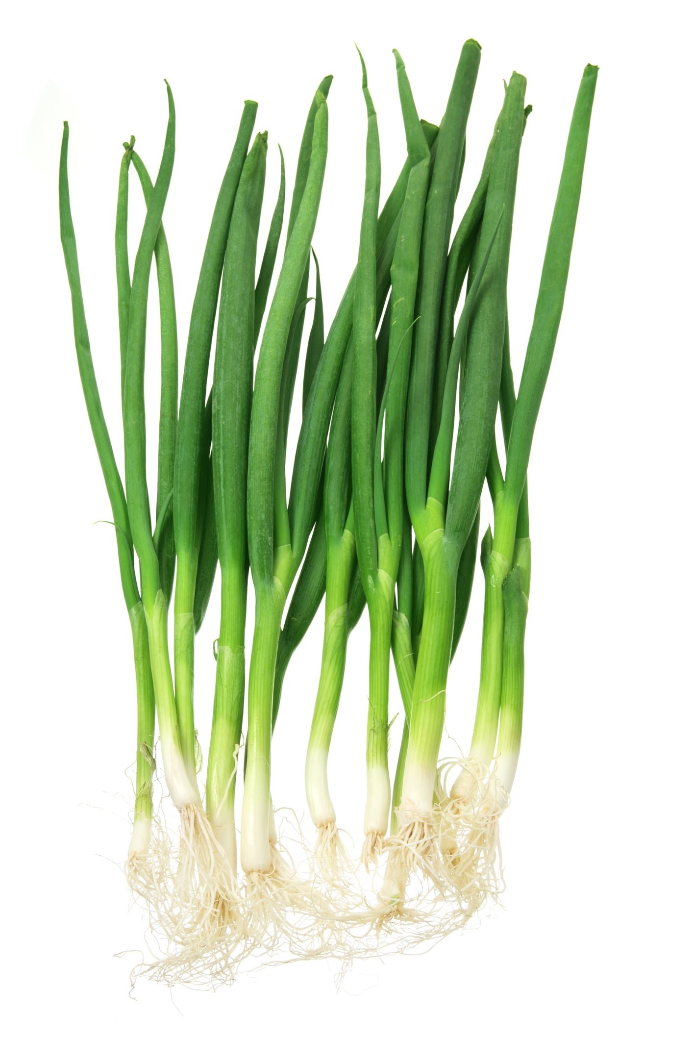 Organic Spring Onion White Lisbon Seeds