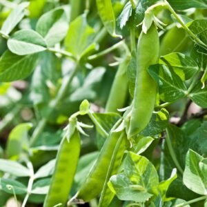 Pea Carouby de Maussane Seeds
