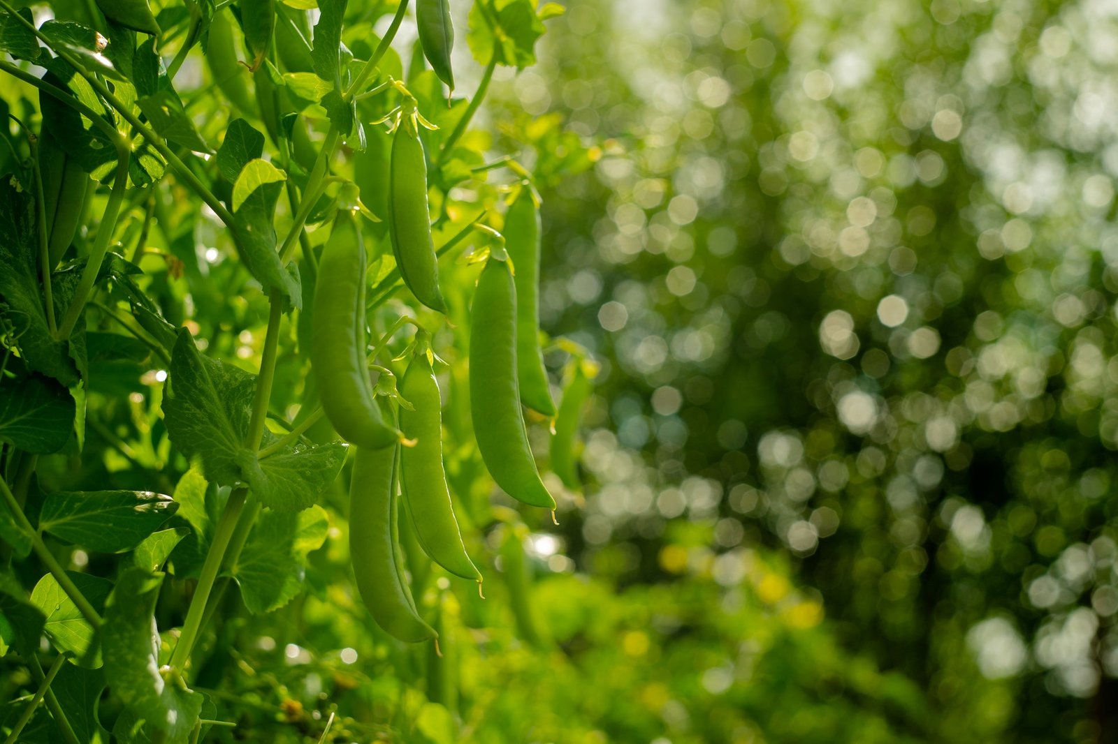 Pea Early Onward Seeds