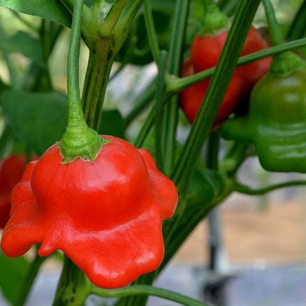 Pepper (Chilli) Bishops Crown Seeds