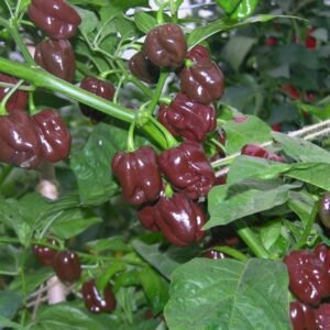 Pepper (Chilli) Habanero Chocolate Seeds