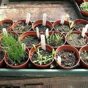 Pepper (Chilli) Habanero Red Seeds