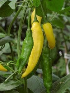 Pepper (Chilli) Hot Lemon Seeds
