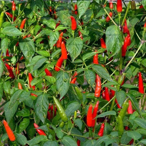 Pepper (Chilli) Lancera seeds