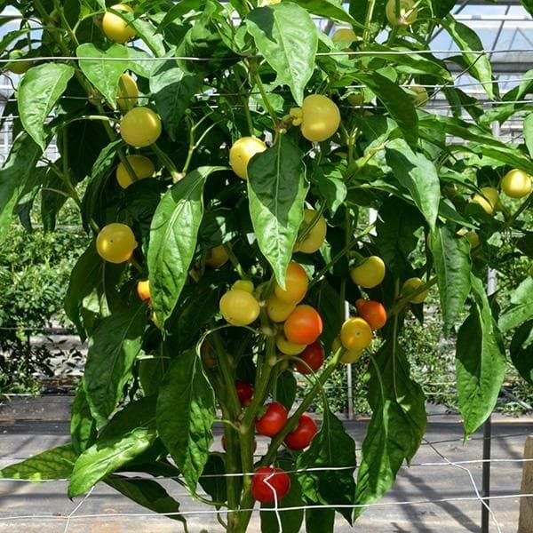 Pepper (Chilli) Little Bomb Seeds