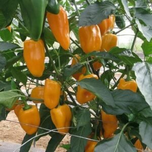 Pepper (Chilli) Midas Seeds