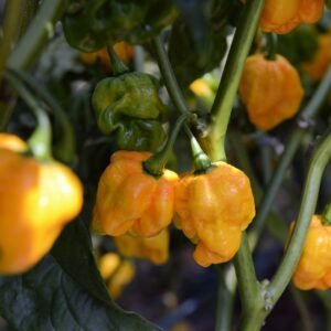 Pepper (Chilli) Scotch Bonnet Yellow Seeds