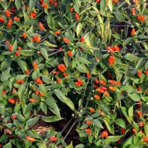 Pepper (Chilli) Sparky Seeds