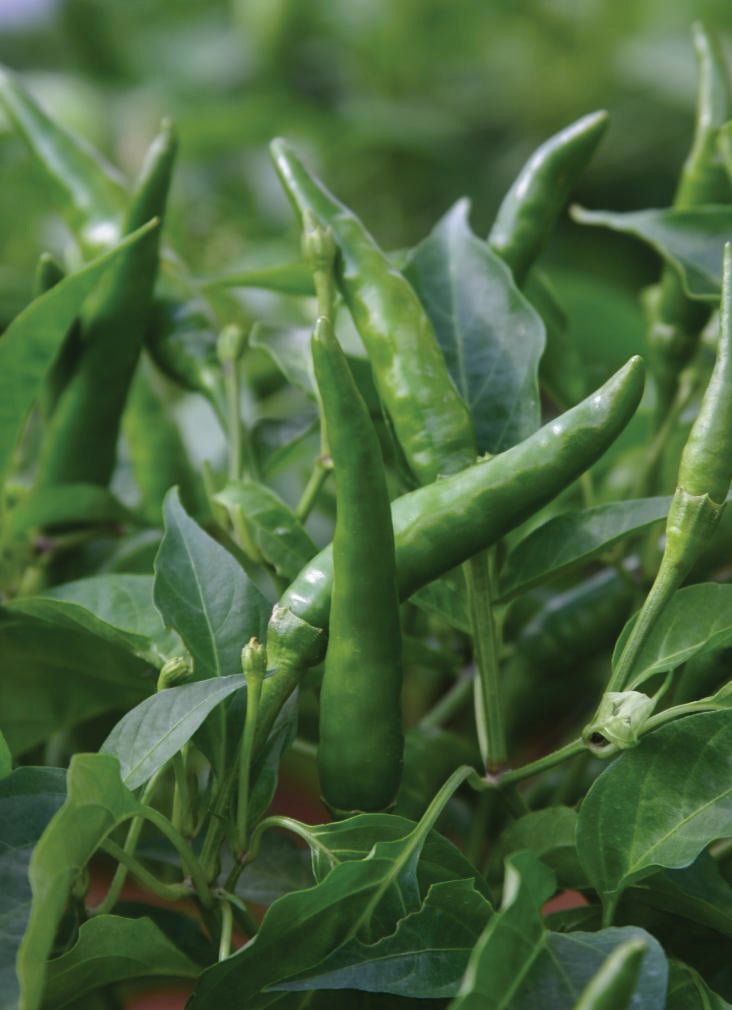 Pepper (Chilli) Toofan Seeds