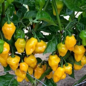 Pepper (Chilli) Trinidad Perfume Seeds