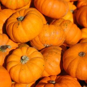 Pumpkin Jack Be Little Seeds