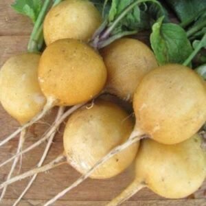 Radish Zlata Yellow Seeds
