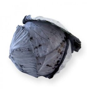 Red Cabbage Rodima RZ F1 Hybrid Untreated Seeds