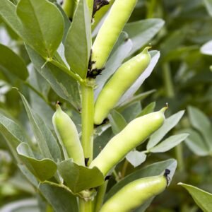 Robinsons Broad Bean Grando Violetto 25 Seeds