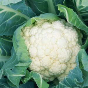 Robinsons Cauliflower Dok Elgon Seeds
