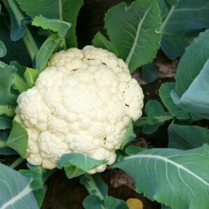 Robinsons Cauliflower Flamenco F1 Hybrid 25 Seeds