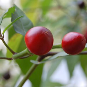 Robinsons Chilli Pepper Filius Blue 10 Seeds