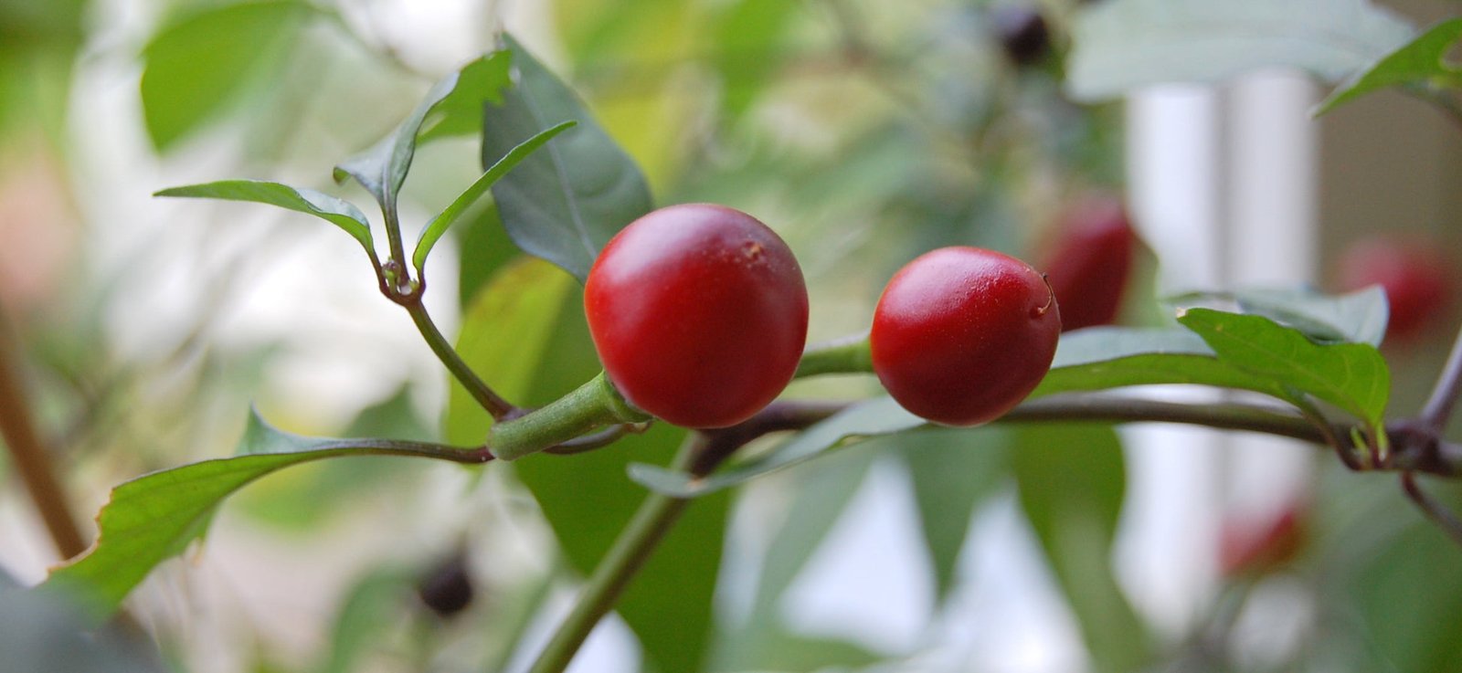 Robinsons Chilli Pepper Filius Blue 10 Seeds