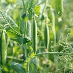 Robinsons Pea Ne Plus Ultra 50 Seeds