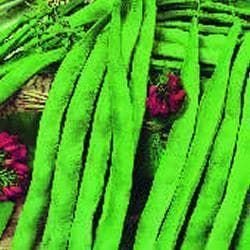 Runner Bean Enorma Seeds