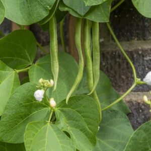 Runner Bean Snowdrift