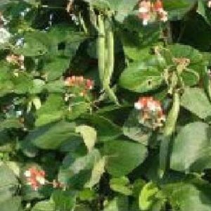 Runner Bean St George Seeds
