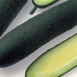 Slicer Cucumber Adrian RZ F1 Hybrid (2290) Seeds