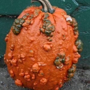 Squash Goosebumps Seeds