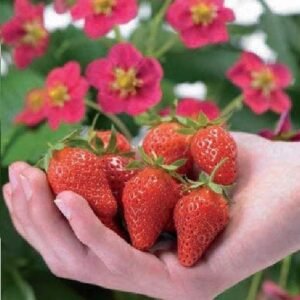 Strawberry Toscana Seeds
