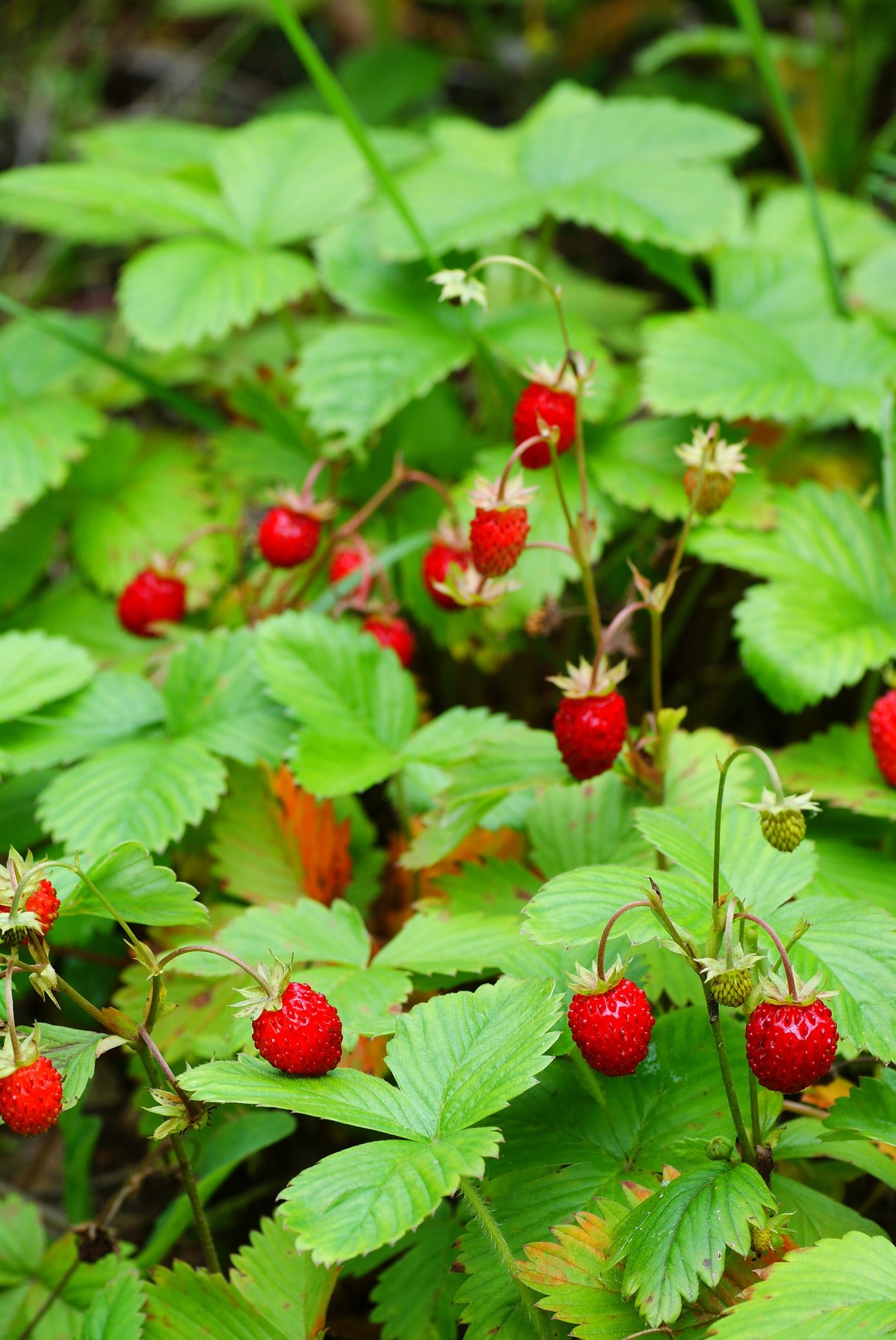 Suffolk Herbs Alpine Strawberry 200 Seeds