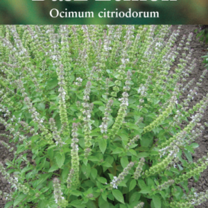 Suffolk Herbs Basil Lemon Seed