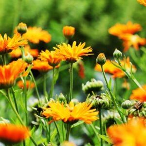 Suffolk Herbs Calendula Pot Marigold Seeds