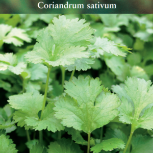 Suffolk Herbs Organic Coriander Cilantro Seeds