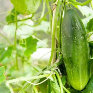 Suffolk Herbs Organic Cucumber Marketmore 25 Seeds