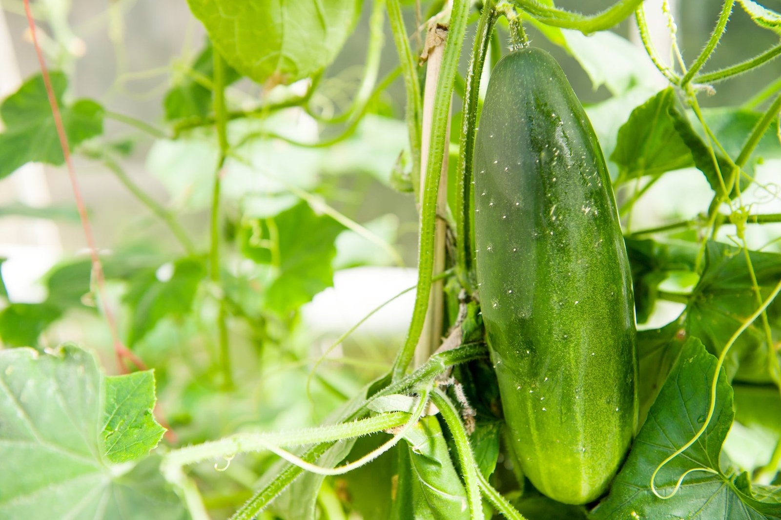 Suffolk Herbs Organic Cucumber Marketmore 25 Seeds