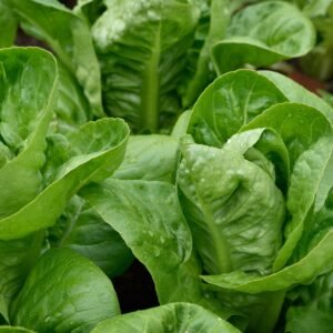 Suffolk Herbs Organic Lettuce Maureen (Little Gem Type) Seeds