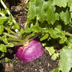 Suffolk Herbs Organic Turnip Milan Purple Top Seeds