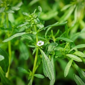 Suffolk Herbs Summer Savory 1500 Seeds