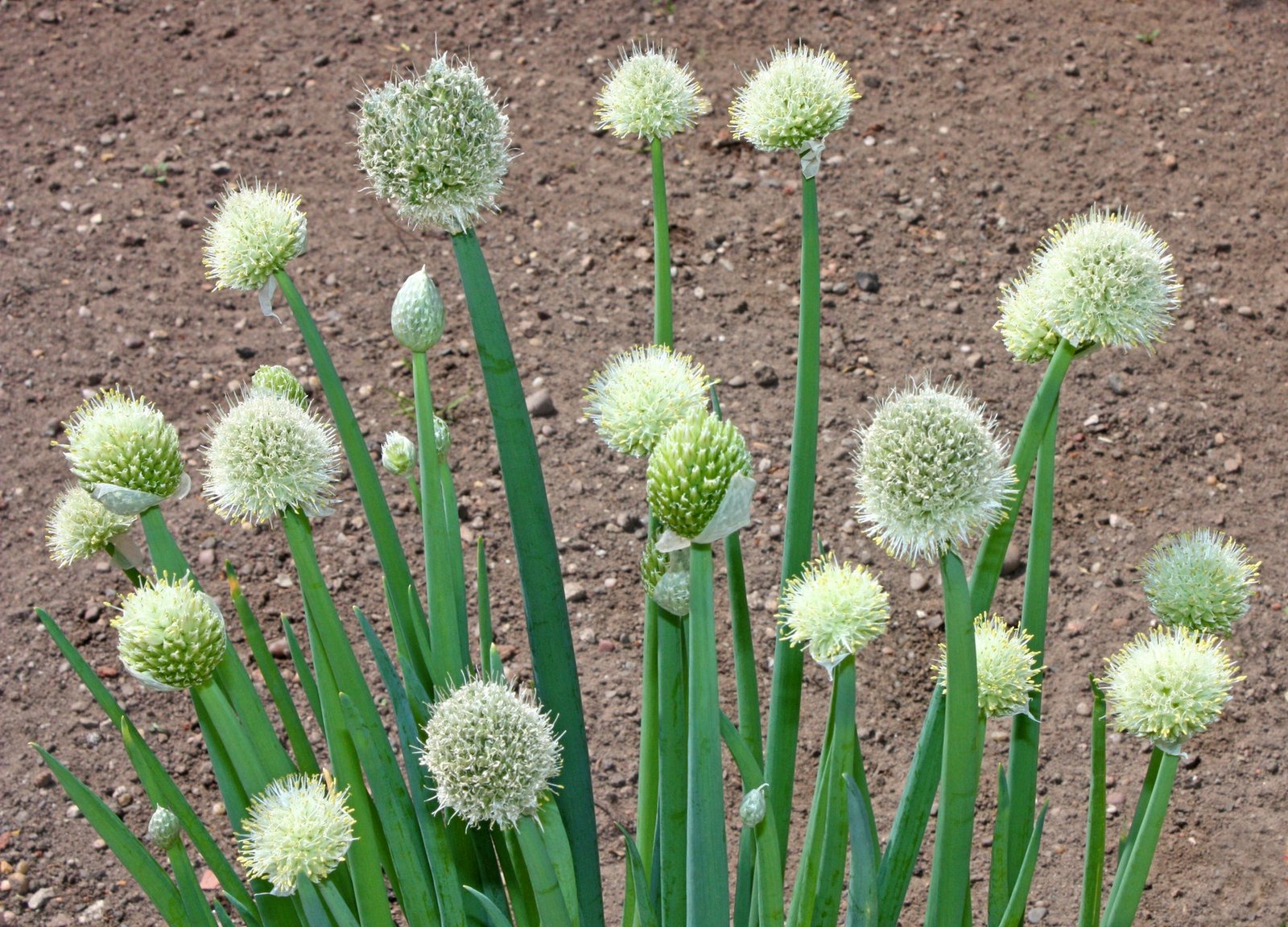 Suffolk Herbs Welsh Onion Seeds