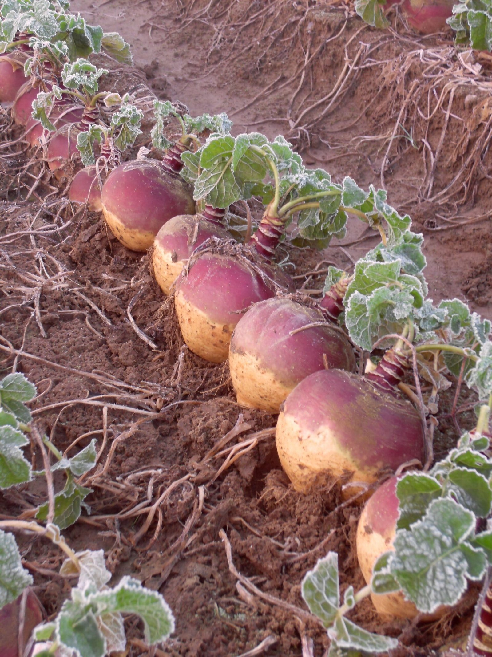 Swede Tweed F1 Hybrid Seeds