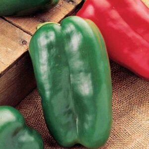 Sweet Pepper Red King Hybrid Seeds