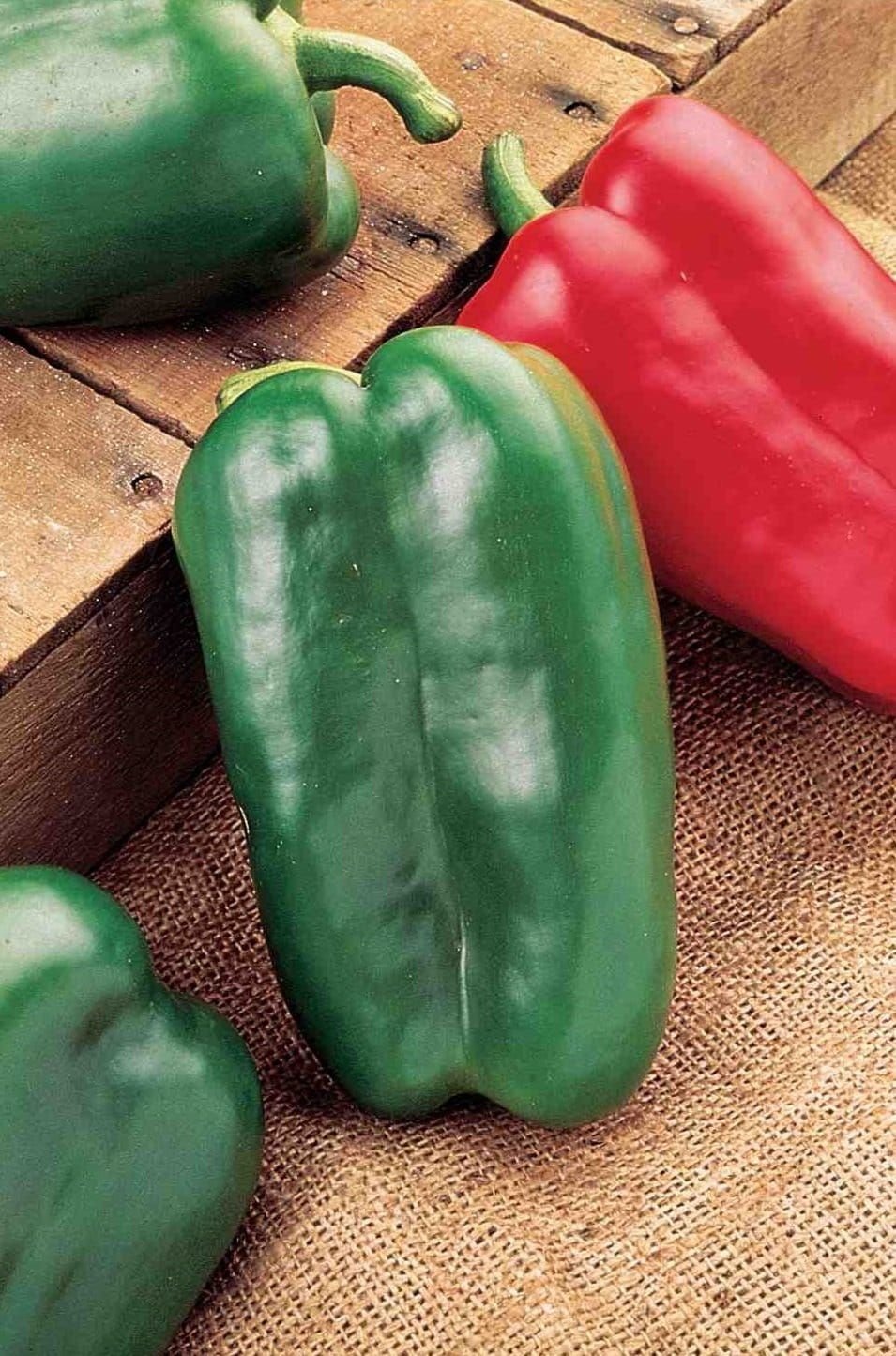 Sweet Pepper Red King Hybrid Seeds