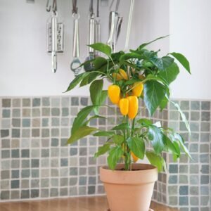 Sweet Pepper Snack Pepper Yellow Seeds